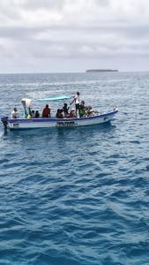 BOOM DHOW TOUR and DOLPHIN SAFARI