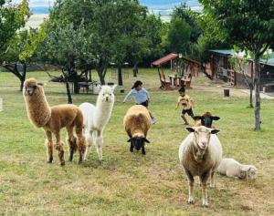 Sofia Szeretet Farm és Vendégház