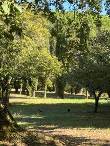 Casabei