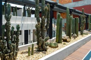 Roma Norte Loft Walk to Condesa