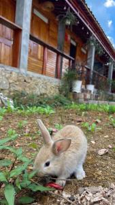 Dương Gia Đạt Homestay