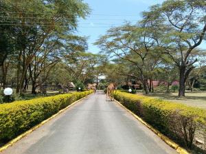 Muthu Lake Naivasha Country Club, Naivasha