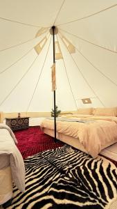 Night Stars Camp