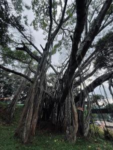 Edelweiss Home Stay