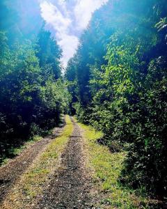 Cabaña para 2 a 4 en bosque cerca de termas con Starlink
