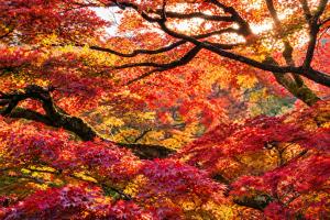 KANETSUNE - Exclusive Heritage Villa in Central Kyoto Temple Grounds
