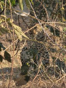 Blue Sisi Backpackers - South luangwa national park, Zambia