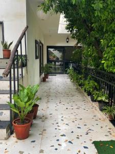 Fiddle Leaf Cottage