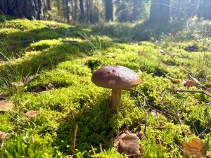 Grabowska Sosna Mazury - ogrodzony domek na wyłączność