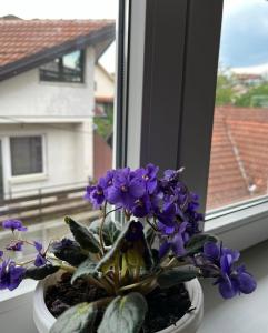 Apartman studio