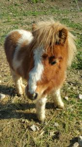 Agriturismo Chiai Francesco img76