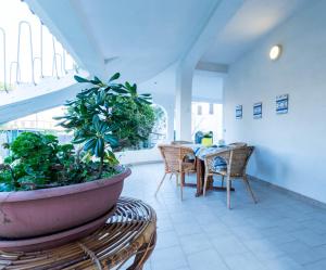 Lantana near the beach T0520