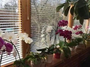 Margaréta Panzió - Juliannamajor