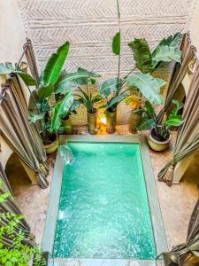 Riad Ogma