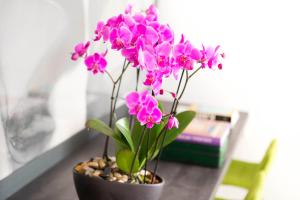 Apartment Baka Paula