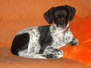 Pensjonat BorowaDolina