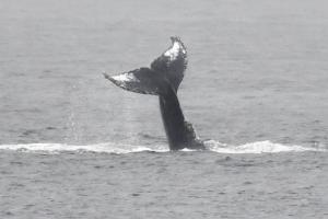 Whales house