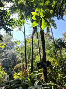 Caribbean Alchemy 3-5p Playa Cocles