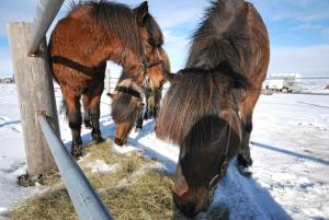 Álftröð Guesthouse