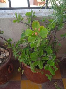 Dar idrisiya