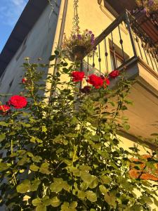 B&B Dulcamara