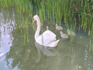 Cottage in a quiet location by the lake Mausz, Parchowo in Kashubia