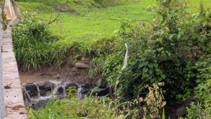 The Hidden Eden : A Misty Jungle Glamping Retreat