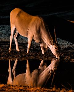 Gabus Safari Lodge