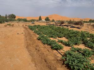Luban Desert Camp
