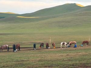 Authentic Mongolian NomadicFamily Near Ulaanbaatar