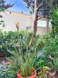 Apartments Perica