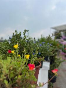 Roses Homestay Cozy Entire First Floor