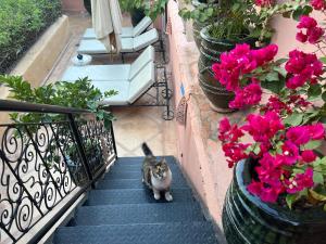 Riad Chameleon