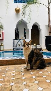 Riad Chameleon