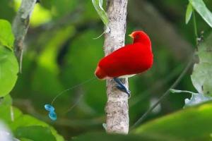 4-Day Nimbokrang Birding Expedition