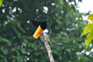4-Day Nimbokrang Birding Expedition
