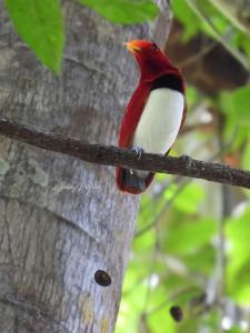 4-Day Nimbokrang Birding Expedition