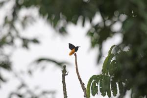 4-Day Nimbokrang Birding Expedition