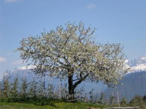 Regalterhof Eppan