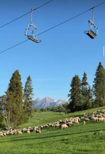 ClaudHouse - Domek z Widokiem na Tatry - Blisko Stokow - Bialka Tatrzanska