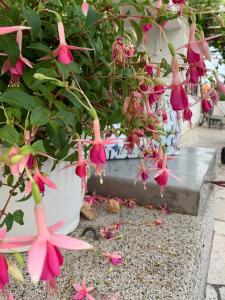 Apartments by the sea Kuciste - Perna, Peljesac - 4540