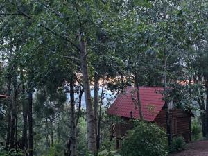 Cabaña en el Bosque de San José del Pacífico 3