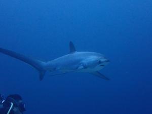 The Sharks Tail Dive Resort