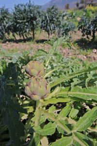 Portasirena Agriturismo