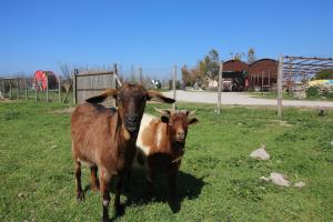 Portasirena Agriturismo