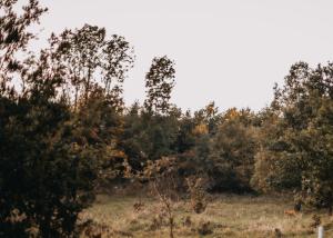 M2