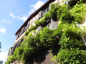 Le Nid de Cigognes Kintzheim photo 6