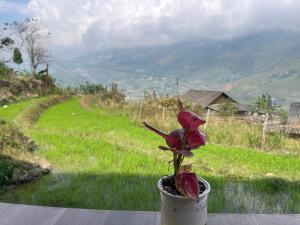 Mango Sa Pa Rice Terrace Bungalow