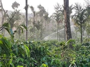 Coffee Mist Farms