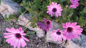 B&B Antica Villa img27